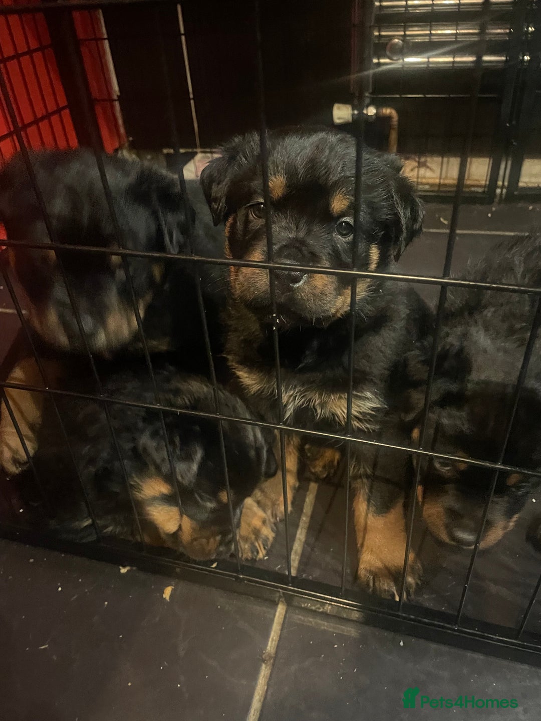 Rottweiler dogs for sale: Rottweiler x Rottweiler Akita  - Advert 8