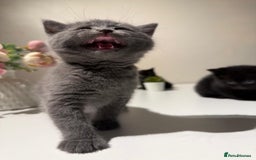 British Shorthair cats for sale: 🐾✨ 4 Tiny Superstars ✨🐾 - Image 12