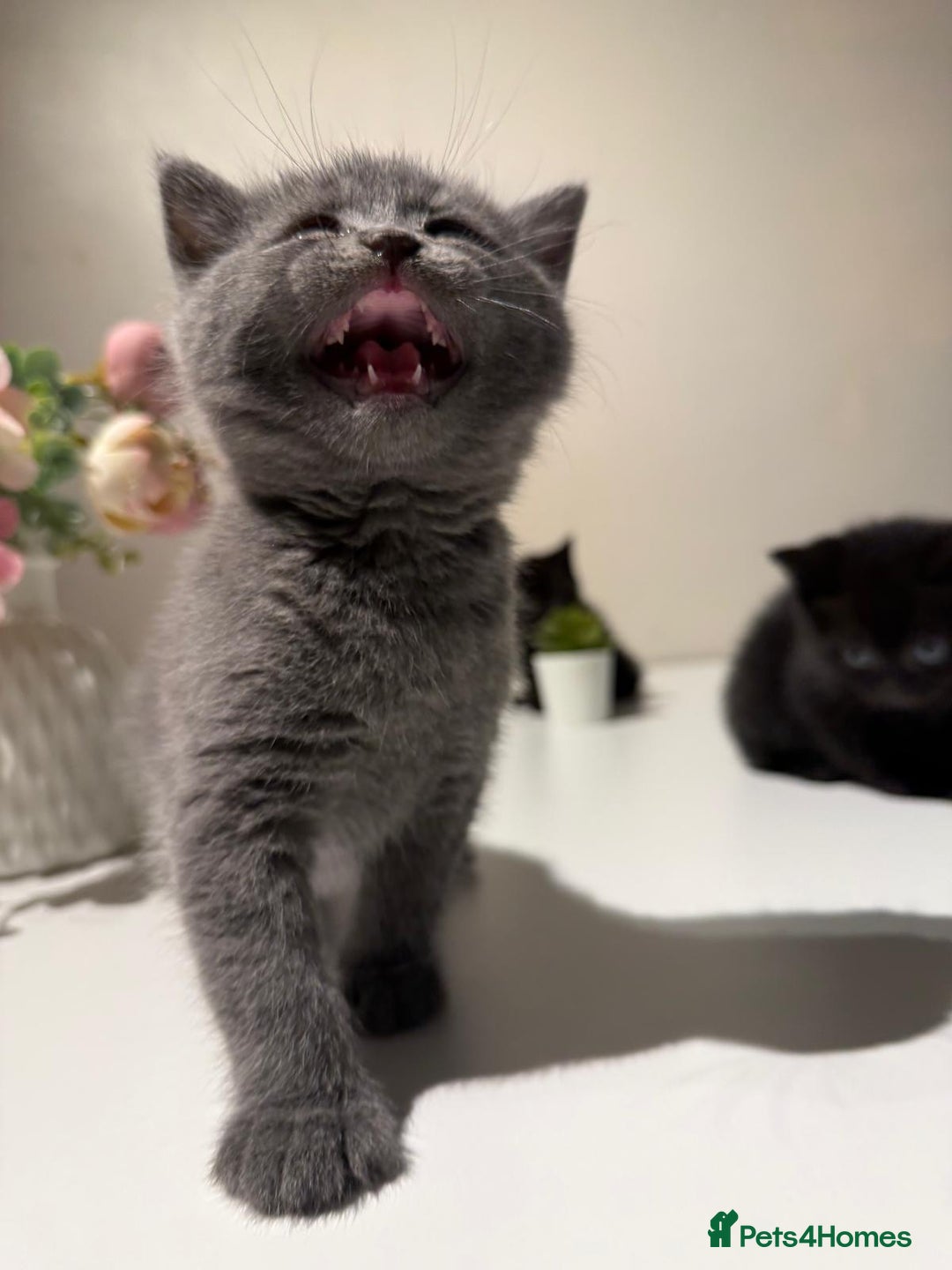 British Shorthair cats for sale: 🐾✨ 4 Tiny Superstars ✨🐾 - Image 12