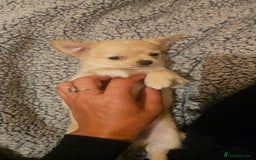 Chihuahua dogs for sale: Chihuahua long haired xs - Image 5