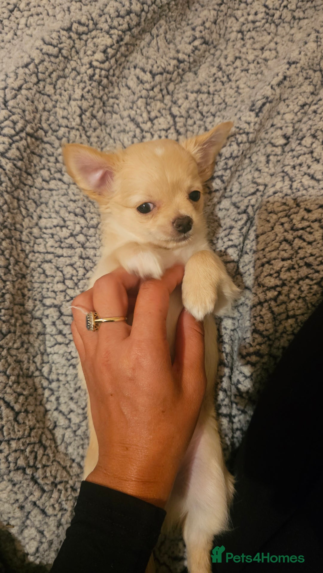 Chihuahua dogs for sale: Chihuahua long haired xs - Image 5