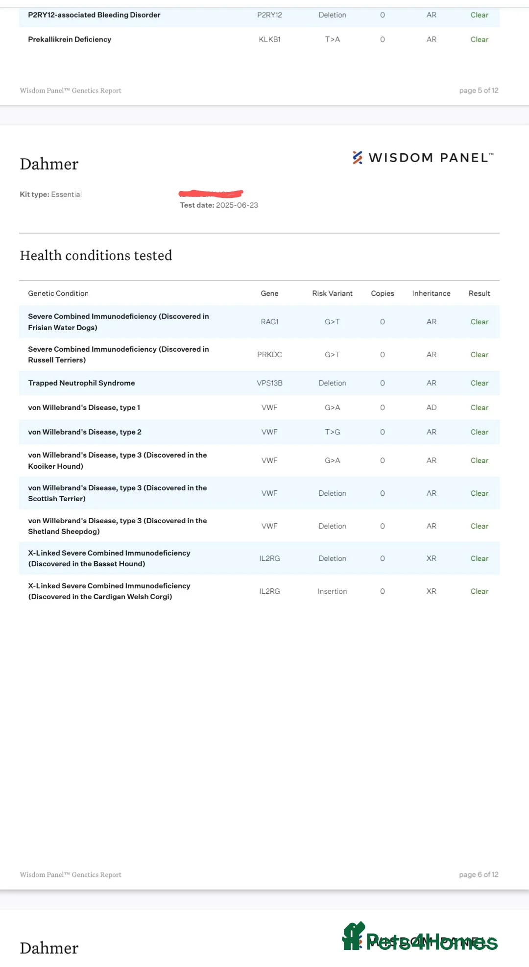English Bulldog dogs for stud: Dahmer for stud - Advert 20