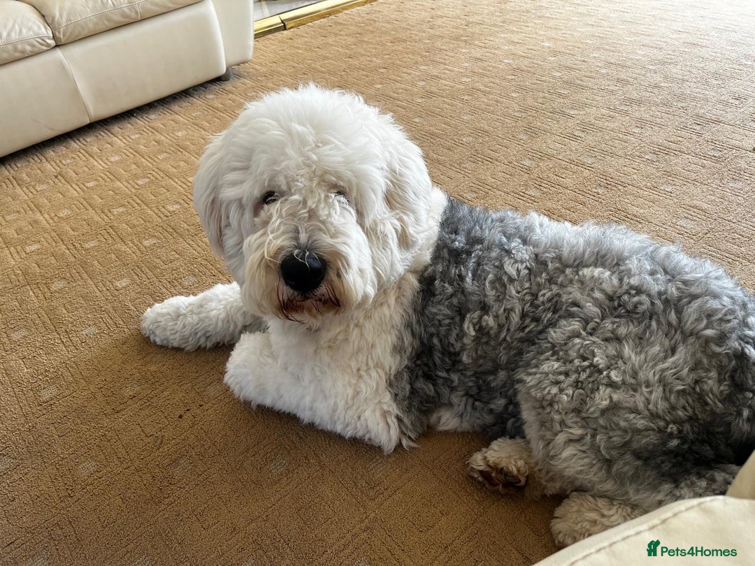Sheepadoodle dogs for sale: Sheepadoodle Puppies -4 Female, 3 Male - Image 30