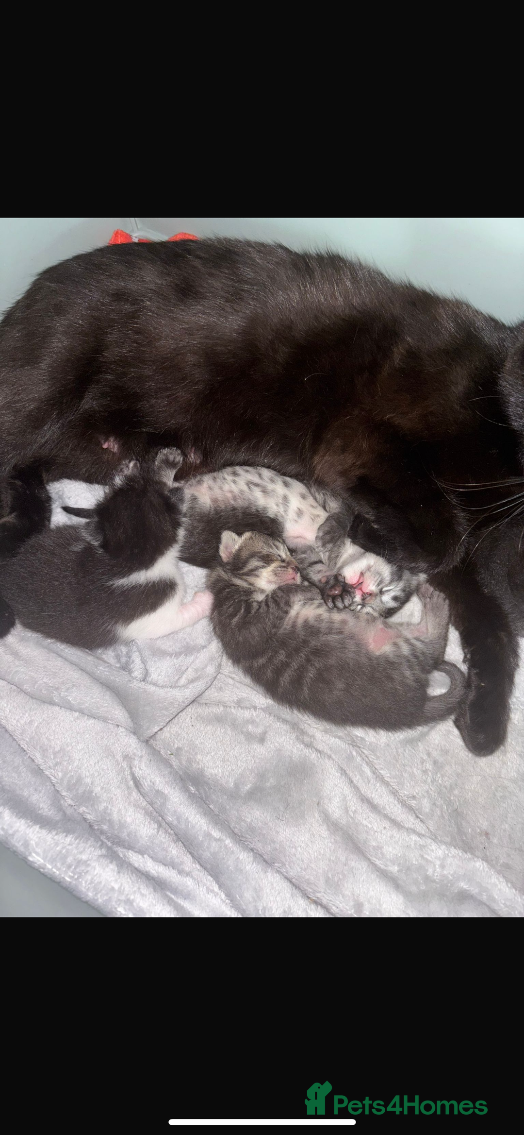 Mixed Breed cats for sale: Beautiful baby boy kitten - needs rehoming - Image 6