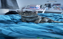 Domestic Shorthair cats for sale: Ready to leave 2 female cats looking for homes  - Image 1