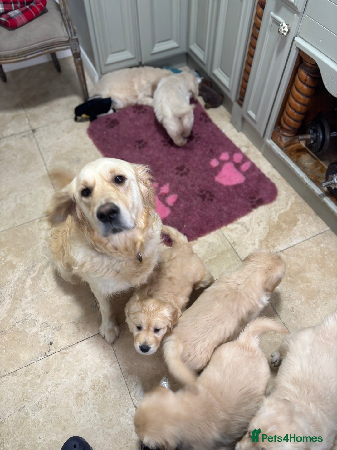 Golden Retriever dogs for sale: Golden retriever puppies  - Advert 28