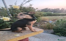 Mixed Breed dogs for adoption: Small dog been abandoned 🚨  in Hengoed - Image 3