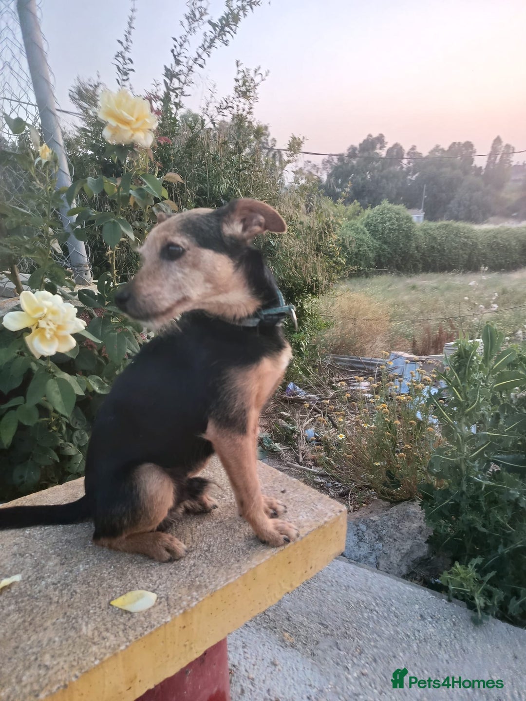 Mixed Breed dogs for adoption: Small dog been abandoned 🚨  in Hengoed - Image 3