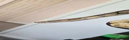Python Snake reptiles for sale: Beautiful Ball Python - Advert 4