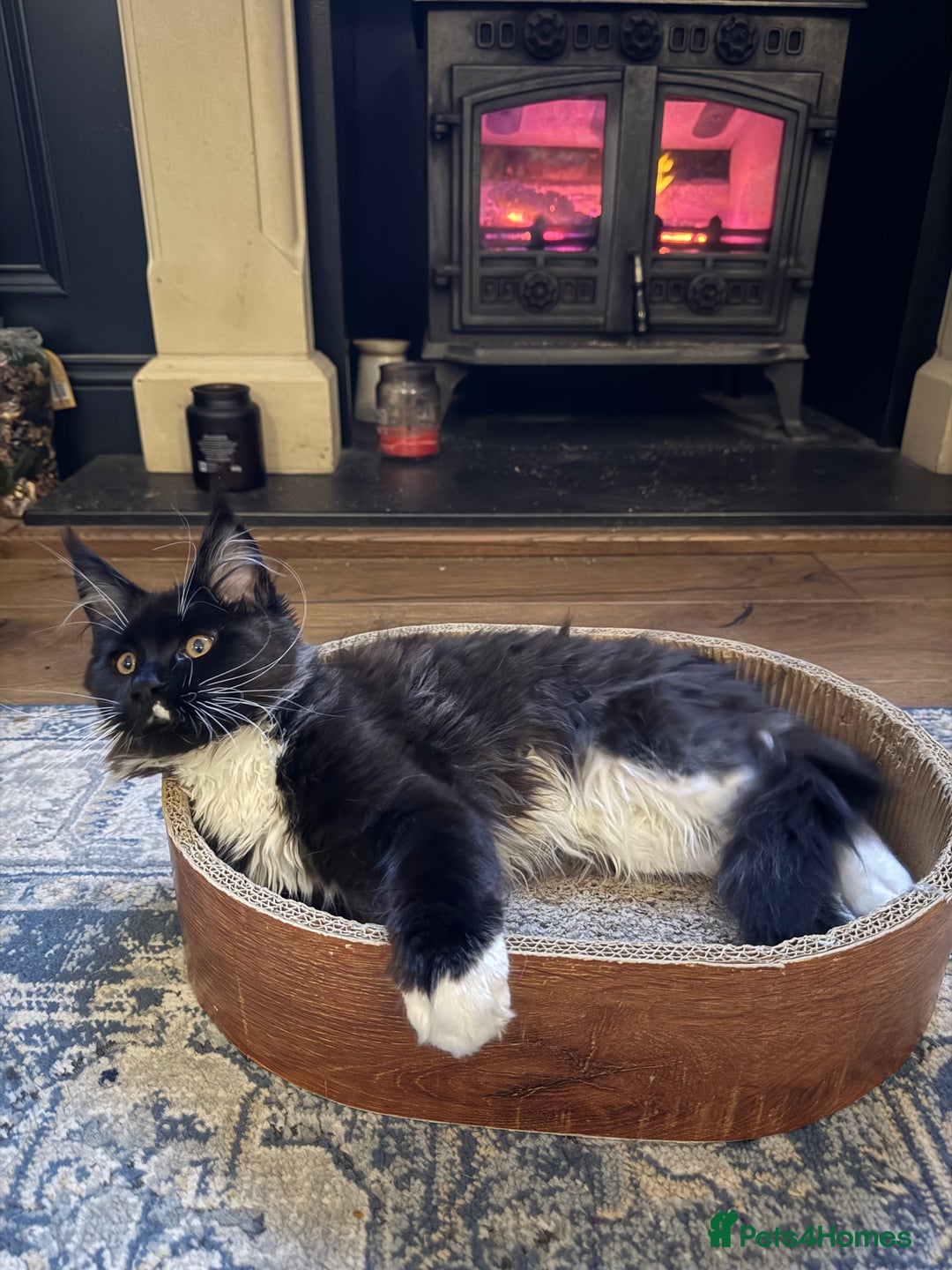 Maine Coon cats for sale: 🐾 last Maine Coon Boy Still Available 🐾 - Advert 16