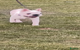 French Bulldog dogs for sale: French Bulldog 6months old  - Image 3