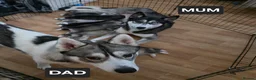 Siberian Husky dogs for sale: A lovely liter of 6 siberian husky pups. - Advert 1