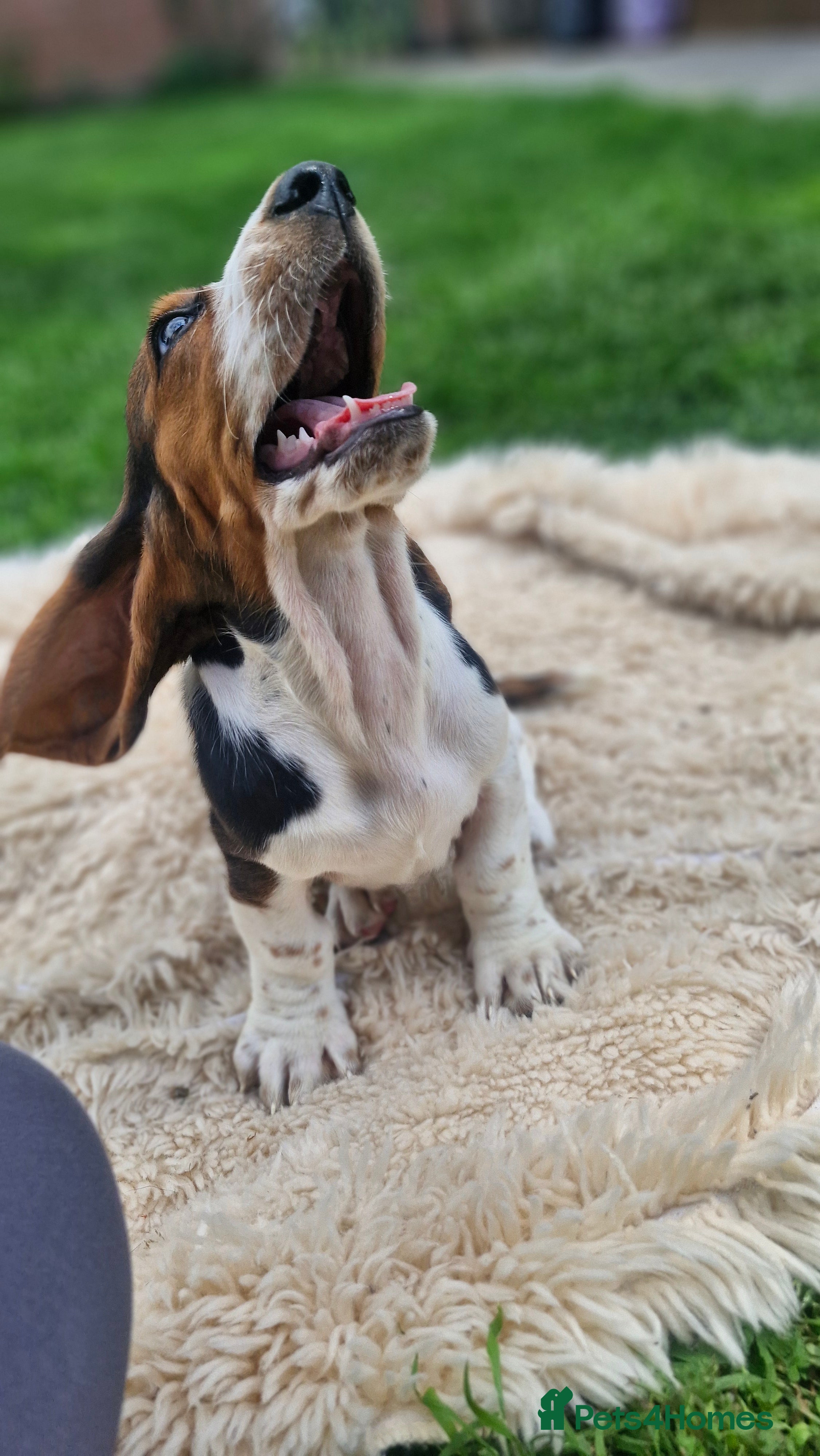 Basset Hound dogs Beautiful Basset Hounds Ready now - Advert 2