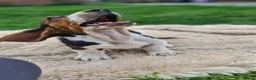 Basset Hound dogs for sale: Beautiful Basset Hounds Ready now - Advert 1
