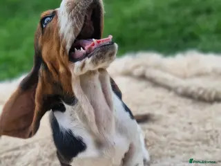 Basset Hound dogs Beautiful Basset Hounds Ready now - Advert 2
