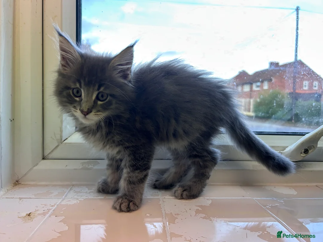 Maine Coon cats for sale: Maine coon boys - Advert 6