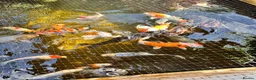 Koi Carp fish for sale: Mixed koi 5”-12” - Advert 5