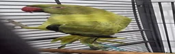 Ringnecks birds for sale: Beautiful rare ringneck talking parrot  - Advert 4