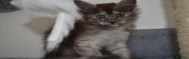 Maine Coon 4