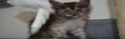 Maine Coon cats for sale: Majestic fluffballs FOR SALE - Advert 9