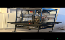 Parakeets birds for sale: Quaker Parakeet - Image 5