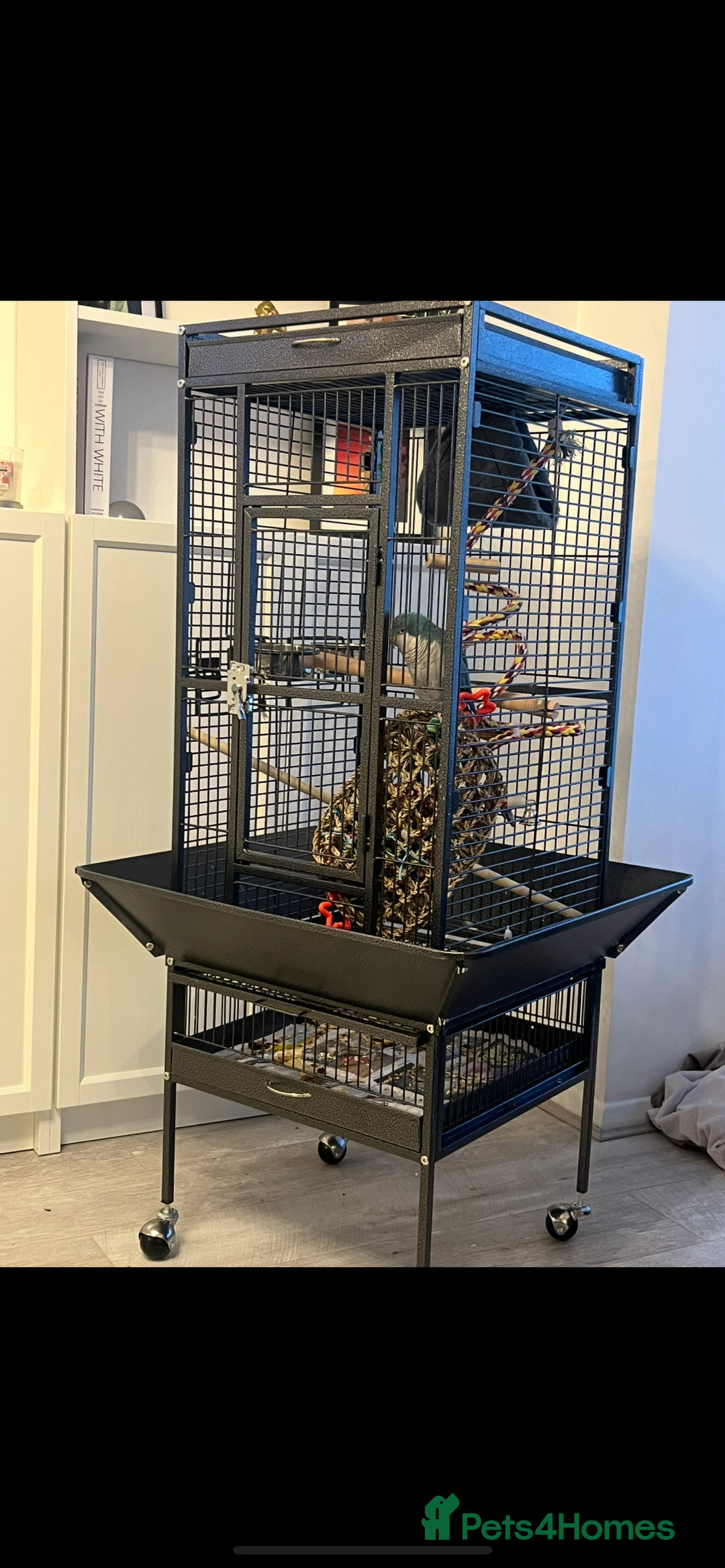 Parakeets birds for sale: Quaker Parakeet - Image 5