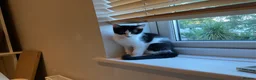 Domestic Shorthair cats for sale: 4 Beautiful Kittens Ready for their Forever Homes - Advert 8