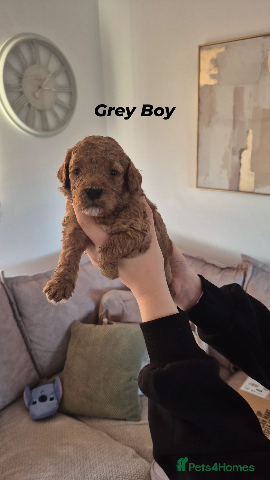 Cockapoo dogs for sale: Last boy remaining. F1B red cockapoo puppies - Advert 30