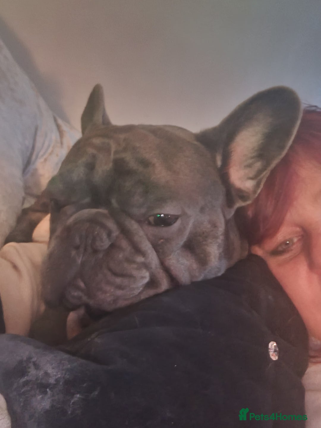 French Bulldog dogs for sale: 2 male frenchies  - Image 4