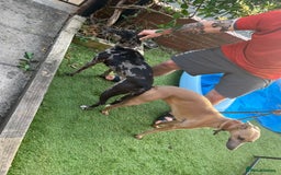 Whippet dogs for sale: Collie X whippet X whippet  - Image 17