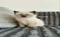 Ragdoll cats for sale: 5 Adorable Ragdoll Kittens🐾 - Image 36