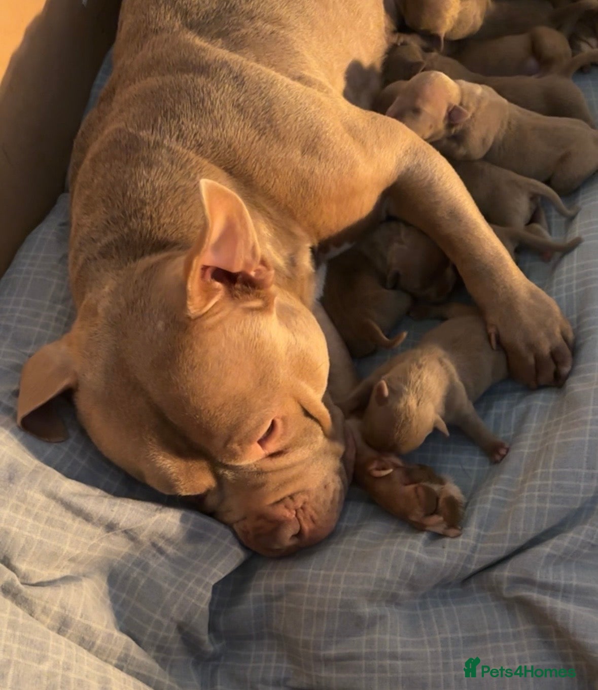 American Bully dogs Pocket Bully Puppies - Advert 1