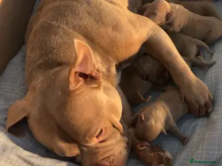 American Bully dogs Pocket Bully Puppies - Advert 18