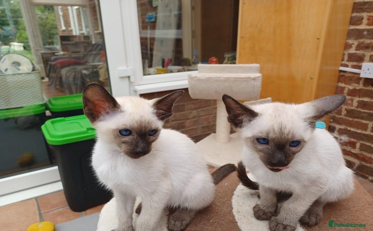 Siamese cats - Advert 3