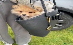Pomeranian dogs for sale: 6 month old female Pomeranian.  - Image 2