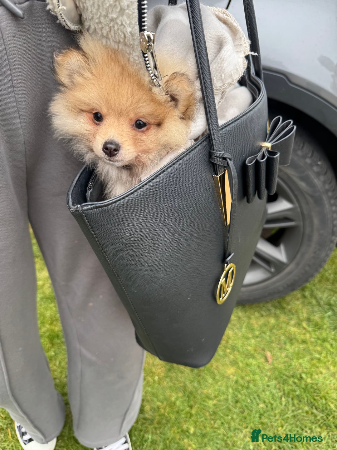 Pomeranian dogs for sale: 6 month old female Pomeranian.  - Image 2
