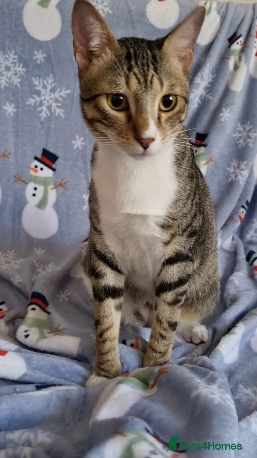 Arabian Mau cats Adopt Nico & Alex - Advert 1