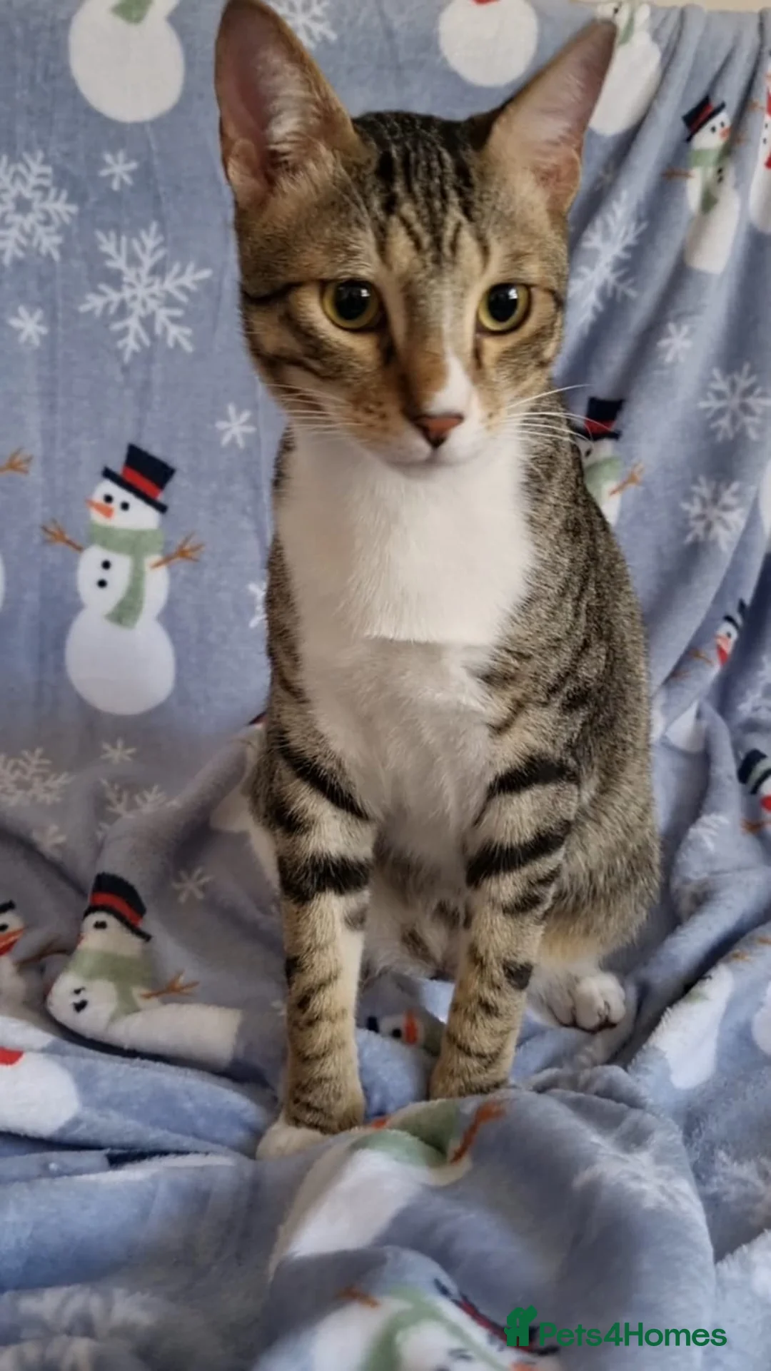 Arabian Mau cats for sale: Adopt Nico & Alex in London - Advert 1