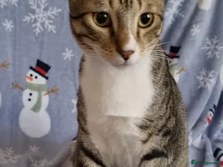 Arabian Mau cats Adopt Nico & Alex - Advert 1