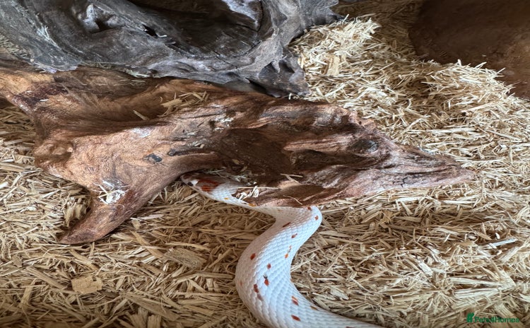 Corn Snake reptiles - Advert 3