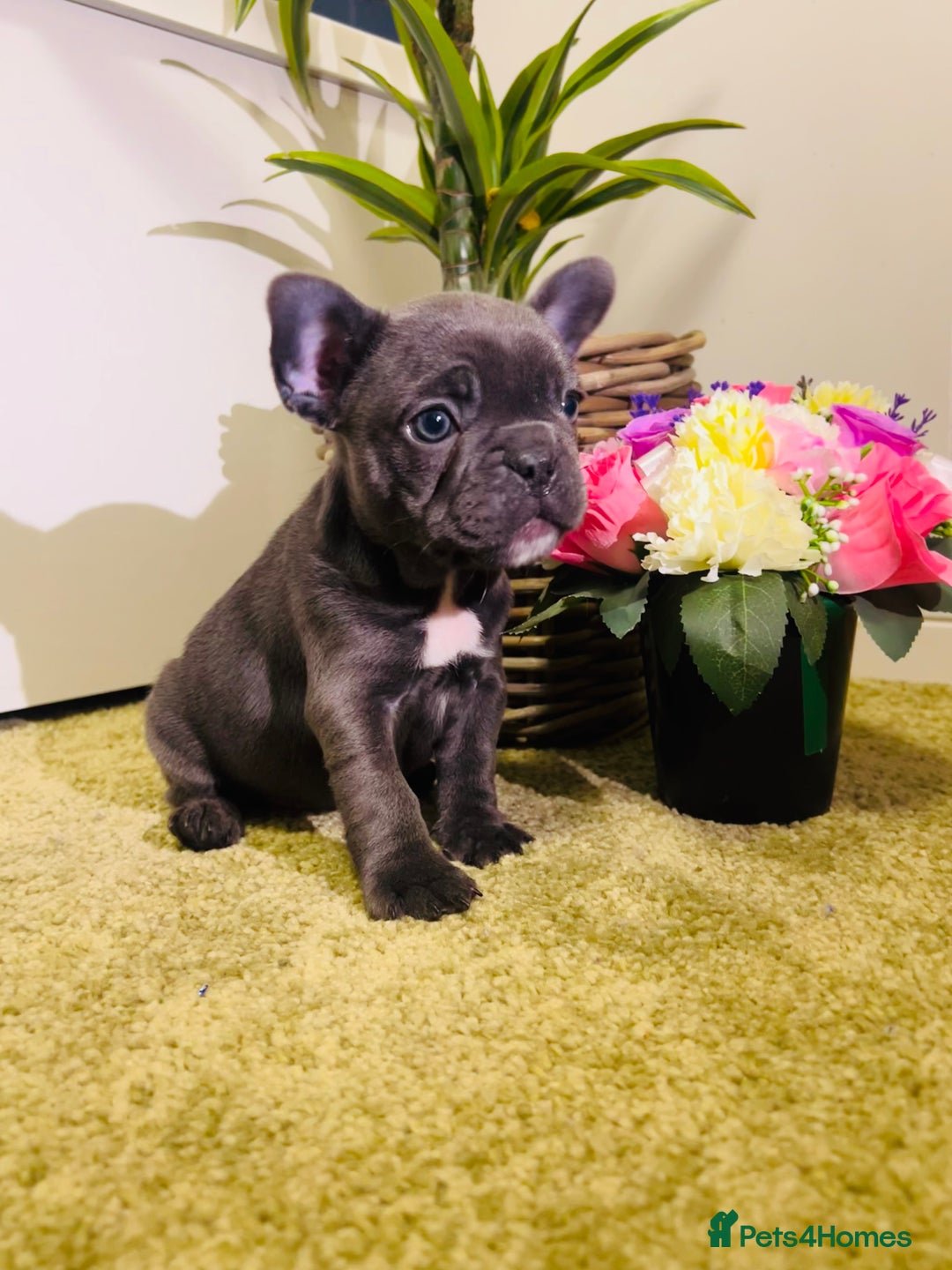 French Bulldog dogs for sale: French Bulldog Puppy (Female) - Advert 9