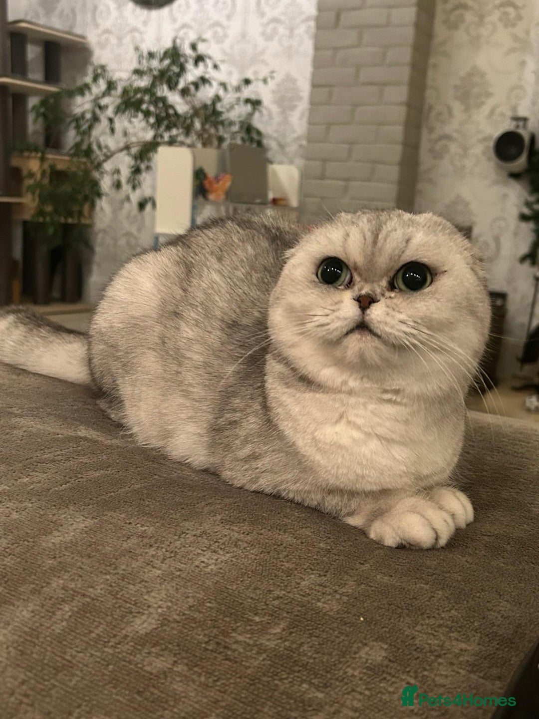 Scottish Fold cats for sale: ACTIVE QUEEN ns11  - Image 2