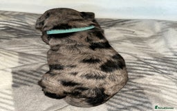 Cockapoo dogs for sale: 💫✨🐶🐾Gorgeous F1B Cockapoos🐾🐶✨💫 - Image 16