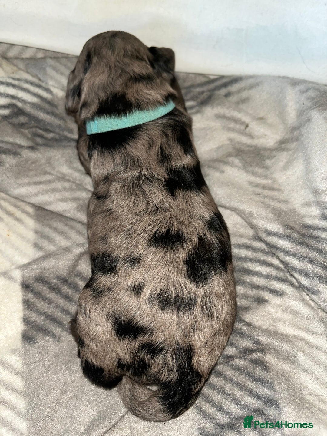Cockapoo dogs for sale: 💫✨🐶🐾Gorgeous F1B Cockapoos🐾🐶✨💫 - Image 16