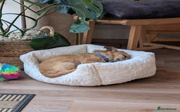Mixed Breed dogs for sale: 4 Year Old Jack/Chi Looking For Forever Home - Image 3