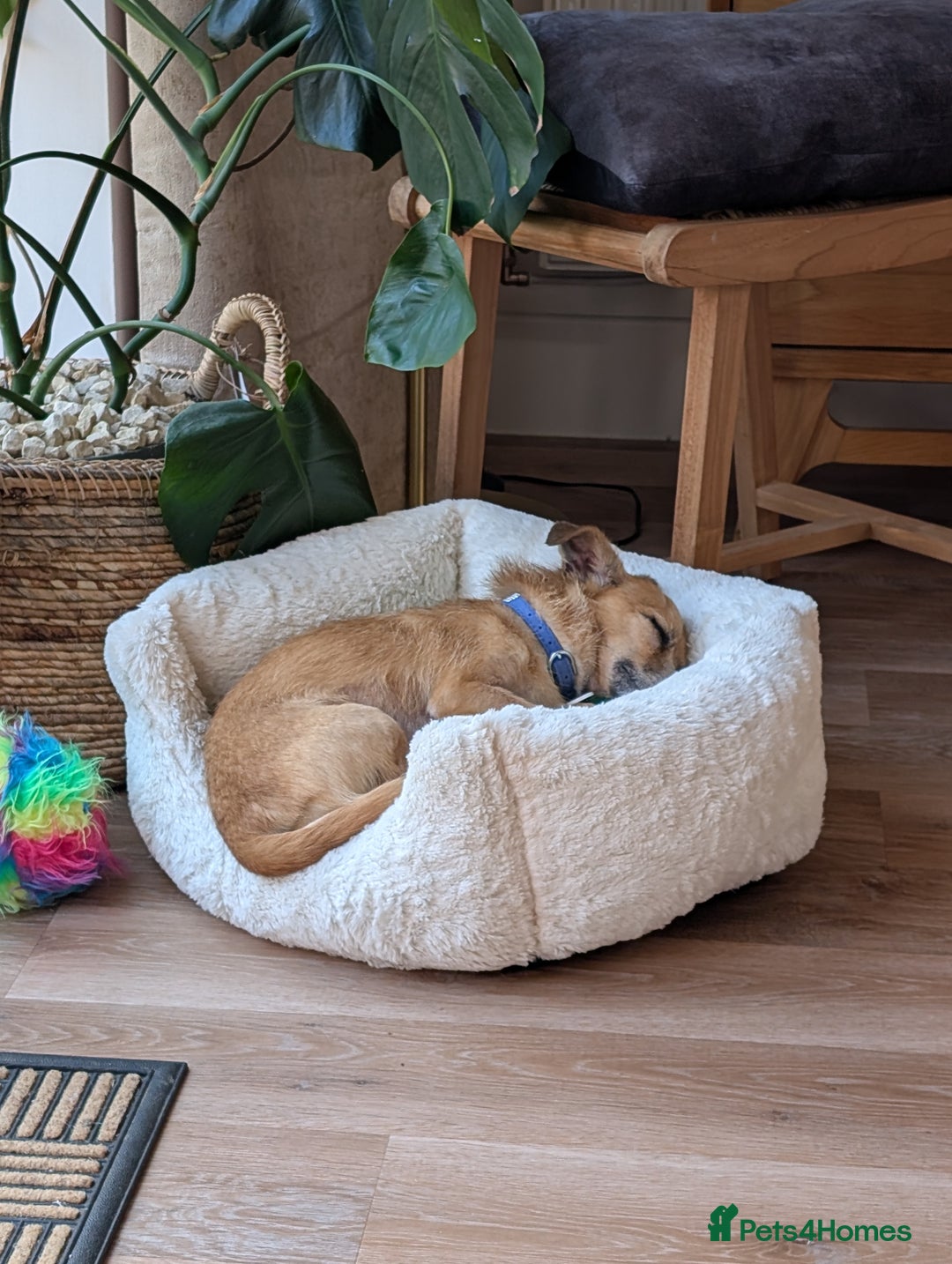 Mixed Breed dogs for sale: 4 Year Old Jack/Chi Looking For Forever Home - Image 3