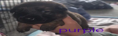 German Shepherd Puppy 8