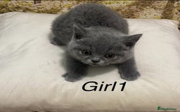 British Shorthair cats for sale: British shorthair kittens  - Image 4