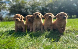 Labrador Retriever dogs for sale: Fox Red Labrador Retrievers - Image 3