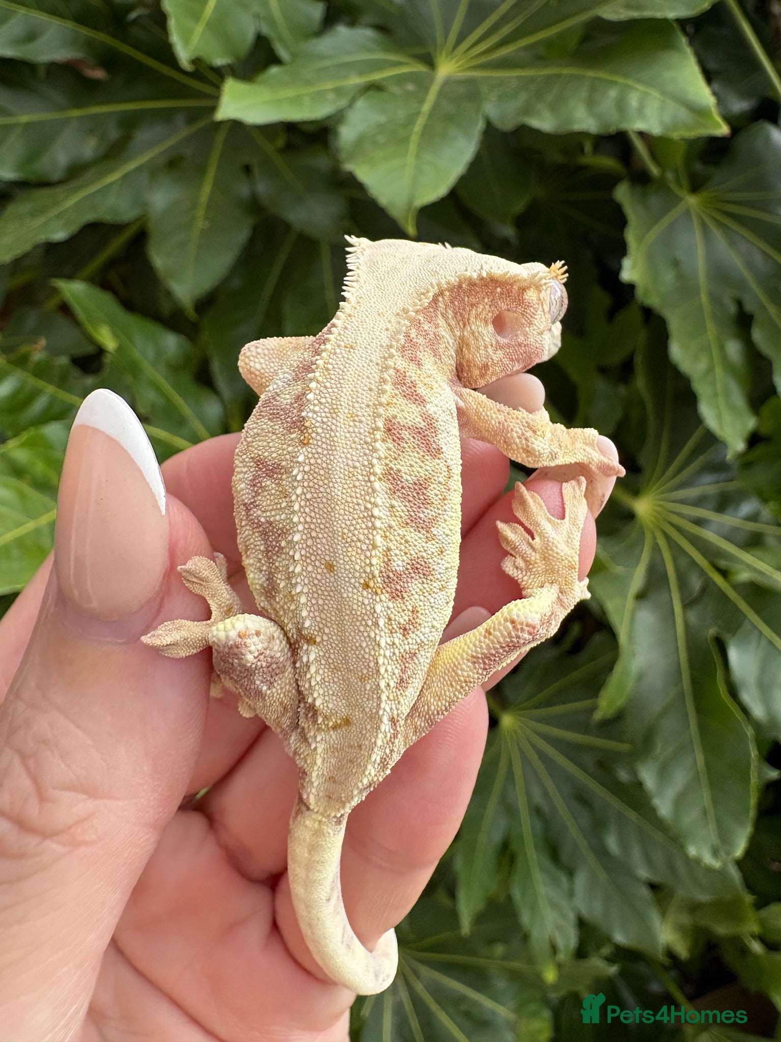 Gecko reptiles Lily white crested geckos - Advert 10